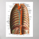 Suche nach anatomy poster Doctor