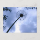 Suche nach grauer himmel postkarten Blume