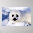 Recherche de bébé phoque posters Mignon