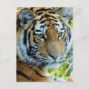 Suche nach sibirische tiger postkarten Katze