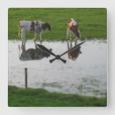 Recherche de lait de vache horloges Vaches