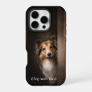 Recherche de sheltie Chien de berger
