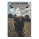 Suche nach kühe klemmbrett Hochlandkuh