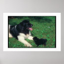 Recherche de newfoundland posters Dog