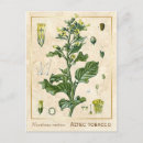 Suche nach tabak postkarten Botanisch