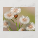 Recherche de problème cartes postales Fleur