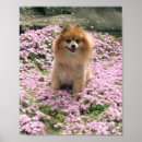 Recherche de pomeranian posters Rose