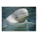 Recherche de beluga cartes postales Animal