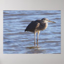Suche nach stehender poster Vögel