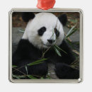 Suche nach bambus ornamente Bär