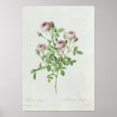 Suche nach quasten poster Blume