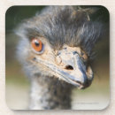 Suche nach wilder vogel untersetzer Schnabel