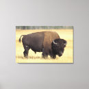 Suche nach bison leinwandbilder Tierwelt