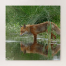 Suche nach fuchs puzzle Vulpes vulpes