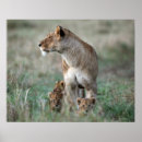 Suche nach lioness poster Tier