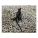 Suche nach eidechsen fotodruck Tierwelt