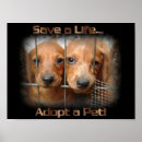 Suche nach adopt poster Pet