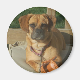 003 Puggle-Magnet Magnet