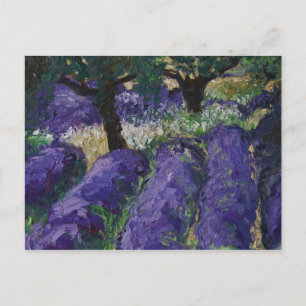 0063-le champ de lavande postkarte
