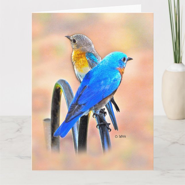 010 matte de la carte 8.5x11 d'amour d'oiseau bleu (Devant)