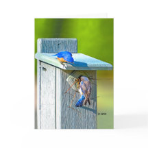 020 matte de la carte 5x7 d'emboîtement d'oiseau