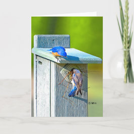 020 matte de la carte 5x7 d'emboîtement d'oiseau