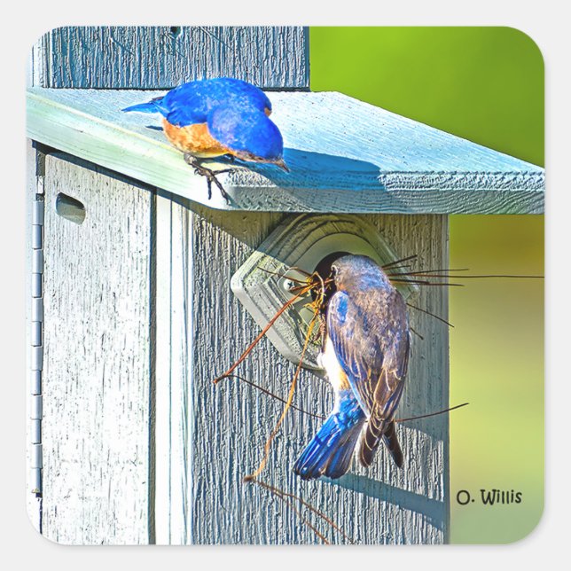 020 Sticker de nidification des oiseaux bleus 1,5x (Devant)