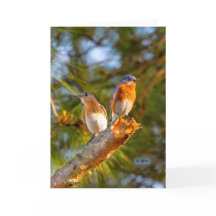 040 Drossel-Umwerbungs-Karten-12x18 Lech
