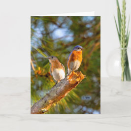 040 Drossel-Umwerbungs-Karten-12x18 Lech Karte