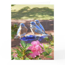050 d'oiseaux bleus grande matte de la carte