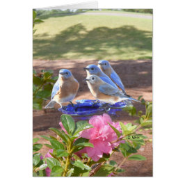 050 oiseaux bleus cardent pour toujours la matte