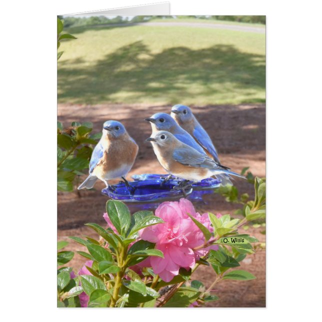 050 oiseaux bleus cardent pour toujours la matte (Devant)