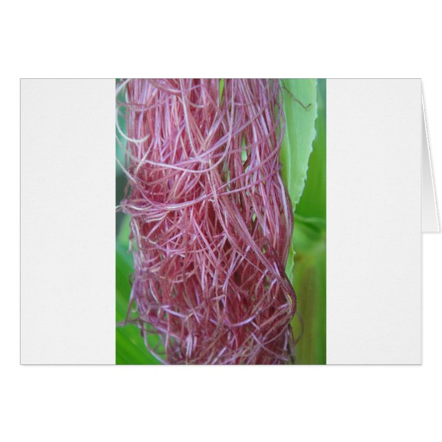 056.JPG (Devant horizontal)