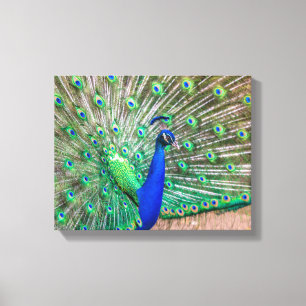 0601-Peacock Leinwanddruck