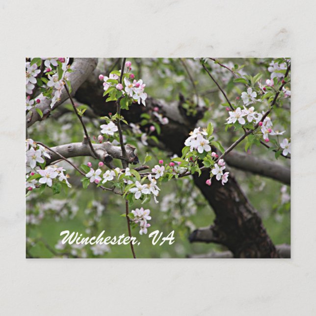 09 Apple Blossoms Winchester VA Postcard Postkarte (Vorderseite)