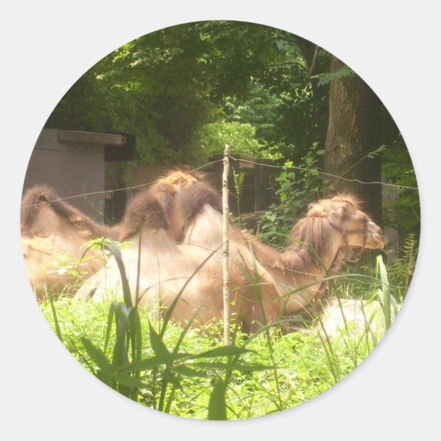 100_1373 - Camel Stickers (Vorderseite)