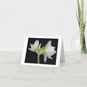 100_1530 Amaryllis 2007 Karte