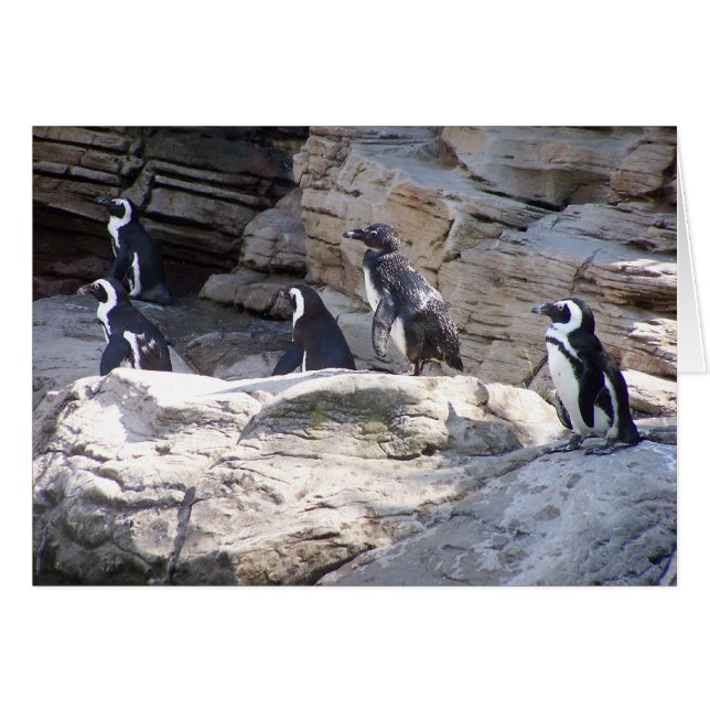 104_3669 - Carte postale de pingouin (Devant Horizontal)