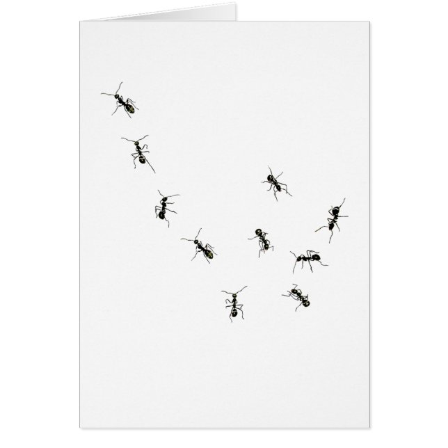 10 Ameisen (Vorne)