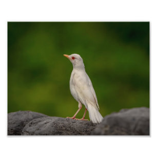 10x8 Albino Robin im Kronen-Punkt Fotodruck