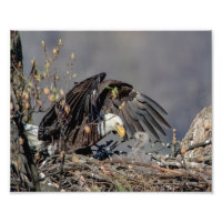 10x8 Bald Adler mit ihrem Baby