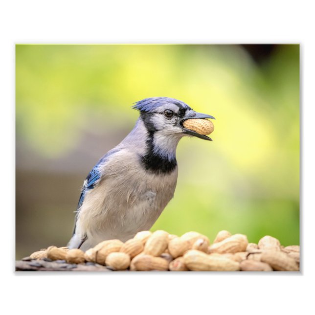 10x8 Blue Jay mit Erdnuss Fotodruck (Vorne)