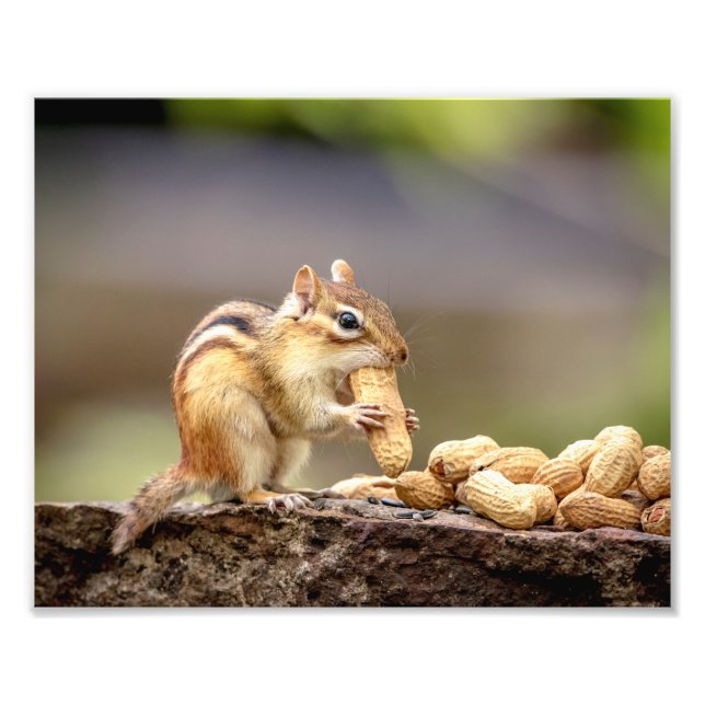 10x8 Chipmunk isst Erdnuss Fotodruck (Vorne)