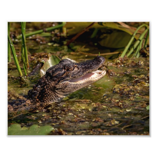 10x8 Junger Alligator Fotodruck (Vorne)