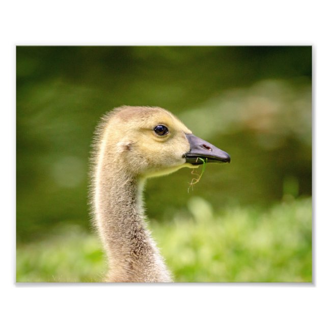 10x8 Kanadische Gans (Gänse) Fotodruck (Vorne)