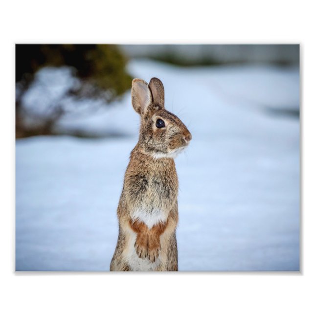 10x8 Kaninchen im Schnee Fotodruck (Vorne)