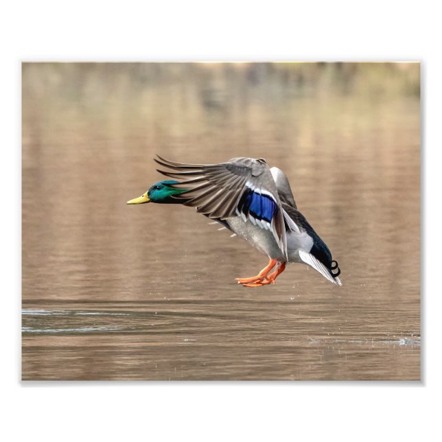 10x8 Mallard Duck im Flug Fotodruck (Vorne)