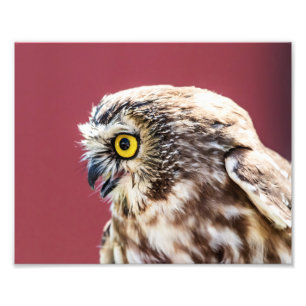 10x8 Nordsägen-Weiße-Schale-Portrait Fotodruck