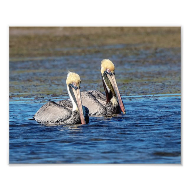 10x8 Paar Pelikane Fotodruck (Vorne)