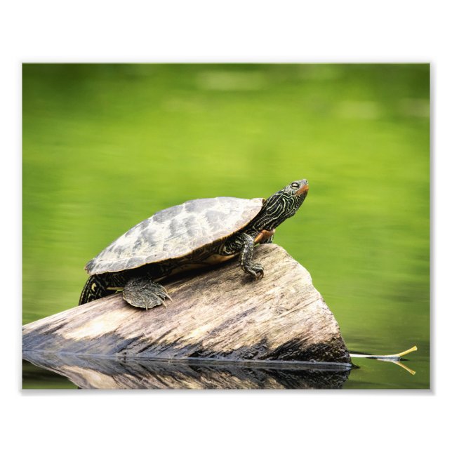 10x8 Painted Turtle on a log Fotodruck (Vorne)
